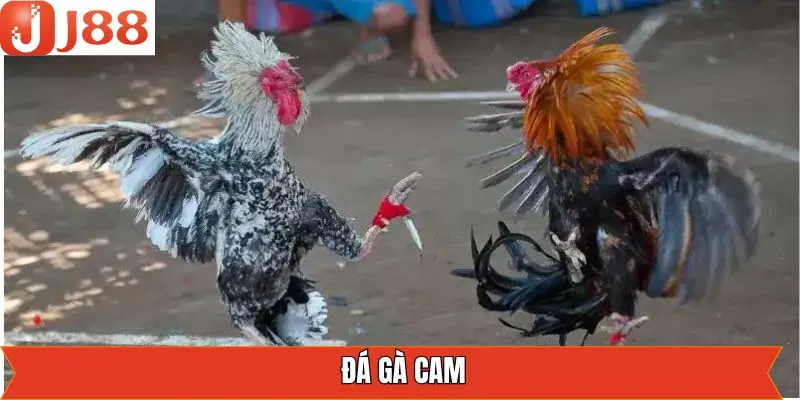 Đá Gà Cam