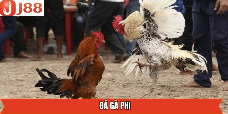 Đá Gà Phi