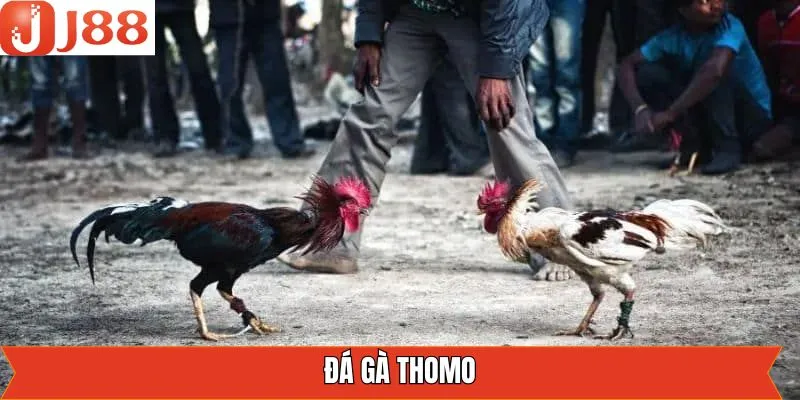 Đá Gà Thomo