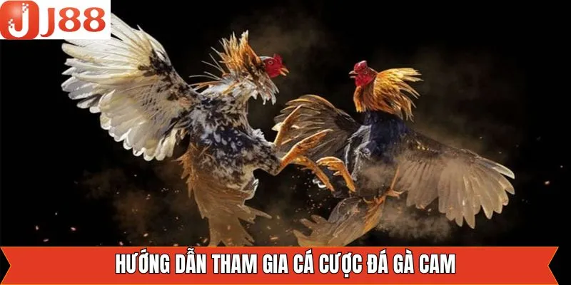 Hướng dẫn cách tham gia chơi chọi gà Cam dễ dàng nhất
