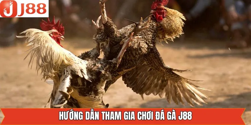 Hướng dẫn tỉ mỉ cách tham gia chọi kê ở sảnh game Hướng dẫn tỉ mỉ cách tham gia chọi kê ở sảnh game
