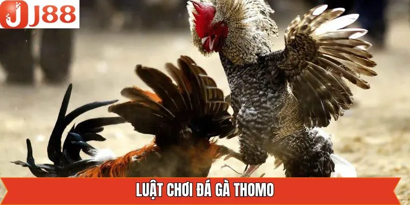 Một số luật chơi cần nắm trong đá gà Thomo tại J88