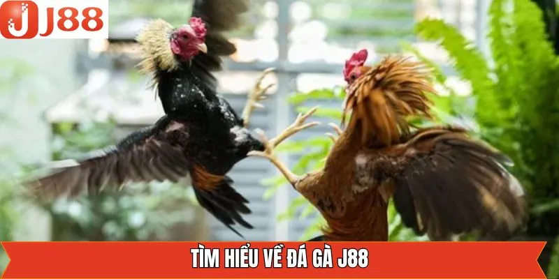 Sơ lược về sảnh chọi kê cực kỳ hấp dẫn Sơ lược về sảnh chọi kê cực kỳ hấp dẫn