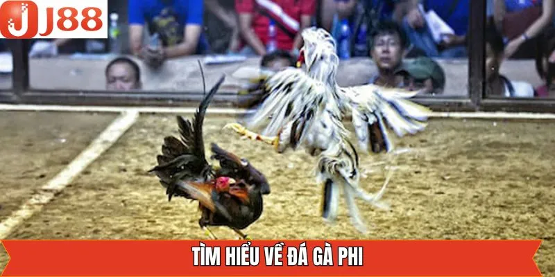 Đá gà Phi là gì?