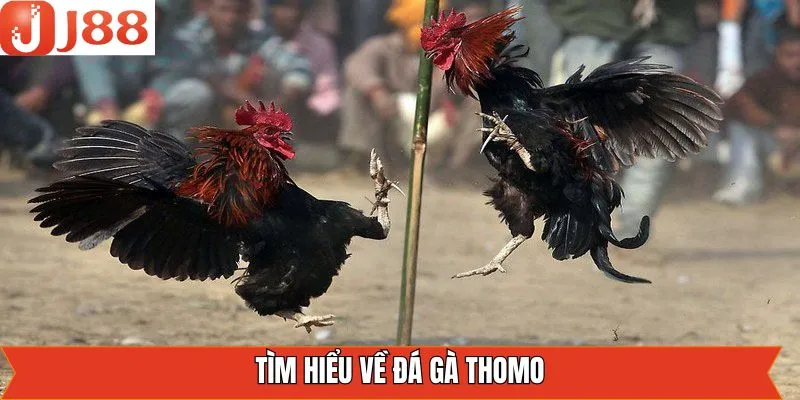 Đá gà Thomo là gì?